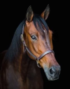 Walsh British Halter - Havana