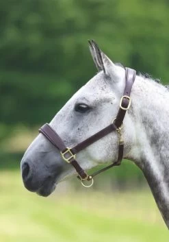 Blenheim Leather Travel Halter - Havana