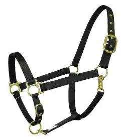 Nylon Halter - Draft - DRAFT