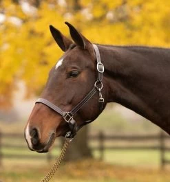 Hickory Halter - Black