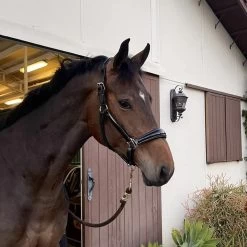 Conical Patent Halter - Black