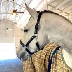 Black Patent Croc Halter - Black
