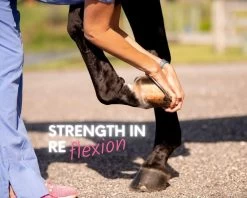 Arthroscope Joint Health - 1.3lb - 1.34LB -Equestrian Supplies ASCOPE