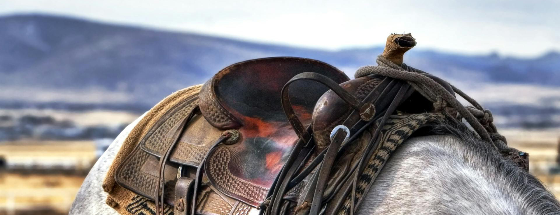 Front Page -Equestrian Supplies pexels pixabay 53136